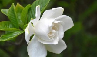 栀子花新叶子发黄怎么办(栀子花新叶发黄怎么回事)