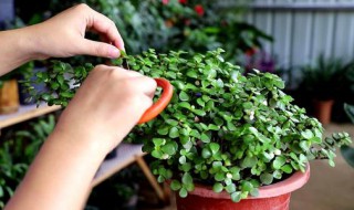 金枝玉叶好养吗 多肉金枝玉叶好养吗