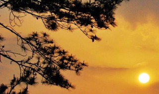 墓地种什么松（墓地种什么松柏最好）