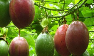 百香果架子怎么搭 百香果架子搭建