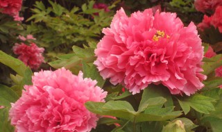 牡丹花发芽时间（牡丹花发芽时间和温度）