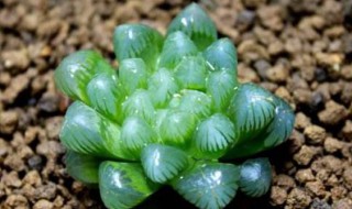 玉露砍头繁殖方法（玉露砍下来还能活吗）