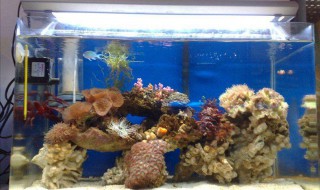 鱼缸里黑霉斑如何清除（鱼缸里黑霉斑如何清除掉）