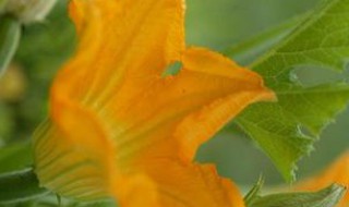 西葫芦怎么带花（西葫芦怎么对花）