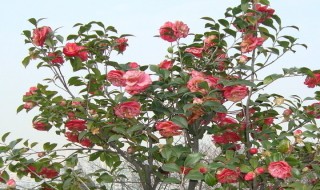 茶花花期后如何养护 茶花花期注意事项