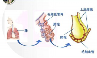 肺的构成是怎样的（肺的构造图是什么样的）