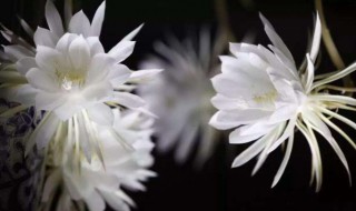 昙花为什么晚上几点开 昙花为什么要在晚上9点开花