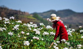 牡丹花怎么栽培 牡丹花怎么栽培和管理