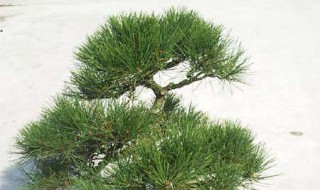 为什么广东不可以种五针松（广东能种五针松盆景吗）