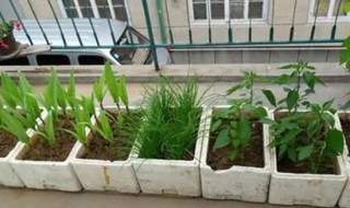 泡沫箱的家庭妙用（泡沫箱如何制作方法）