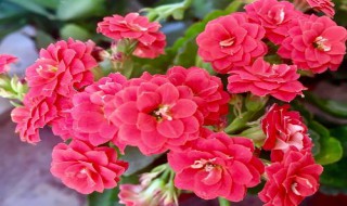 怎样形容长寿花的美（形容长寿花的句子）
