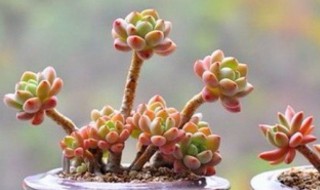 水祭多肉好养吗 水祭多肉好养吗图片