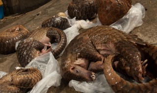 导致穿山甲数量锐减的主要原因是,（导致穿山甲数量锐减的主要原因是森林驿站）