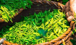 茶氨酸生物合成途径 茶氨酸生物合成途径