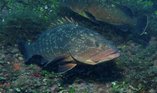 自家打的井里可养几条鱼吗（自家打的井里可养几条鱼吗）