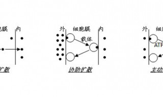 物质运输的途径 初中生物物质运输的途径