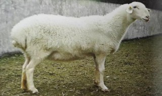 羊胸口骨在哪个位置 羊胸口骨怎么样