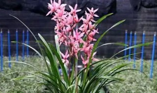 墨兰怎么繁殖(墨兰怎么繁殖视频)