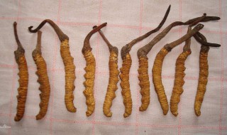 那曲虫草和玉树虫草哪种好（那曲虫草好还是玉树虫草好）