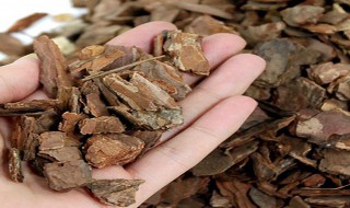 松树皮不可以种哪些花（松树皮不可以种哪些花呢）