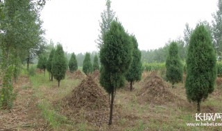 坟地种柏树的注意事项 坟地种柏树的注意事项有哪些