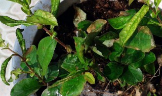 海棠花上有很多小黑虫怎么办 海棠花上有很多小黑虫怎么办图片