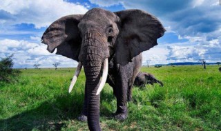 象首领是雄象吗 象首领是雄象还是雌象