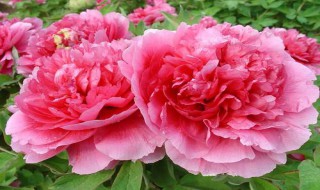 牡丹花怎样才能开花（牡丹花怎样才能开花多）