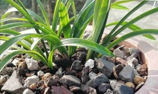 可以用松树下面的土种花吗 松树下面的土可以种菜吗