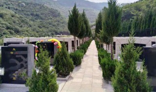 墓地松用哪种最好（墓地栽什么松最好）