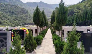 墓地种龙柏好还是塔柏好 塔柏和侧柏哪个在适合种坟地