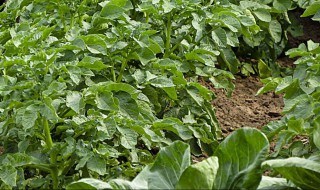 尿素浇菜最佳方法 尿素兑水浇菜怎么使用