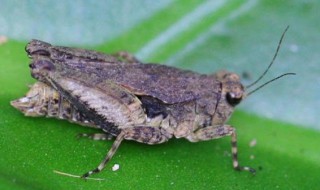 草履虫的繁殖方式(草履虫的繁殖方式是什么解析)