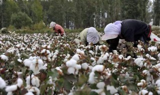 河南棉花种植时间 河南棉花种植基地