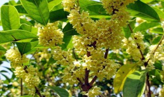 桂花树可以栽坟地吗?(桂花树可以栽坟地吗风水好吗)