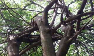 坟墓后边种桑树好不好(坟后有桑树好不好)