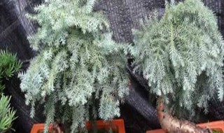 澳洲杉怎么修剪 澳洲杉怎么修剪好看