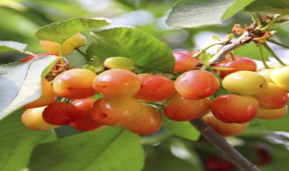 樱桃树为什么要种两棵 樱桃树为什么要种两棵呢