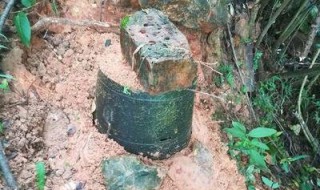 松树可以做诱蜂桶吗 松树可以做诱蜂桶吗图片