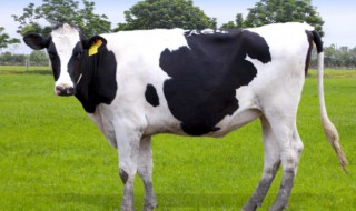 养肉牛时如何储存干草 养肉牛时如何储存干草呢