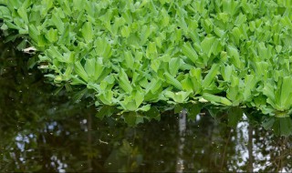 清除水葫芦的最快方法(清除水葫芦新方法)