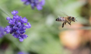 花粉保存多久还能授粉 花粉保存多久还能授粉呢