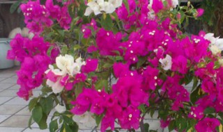 三角梅室内养有毒吗（三角梅花在室内养有毒吗）