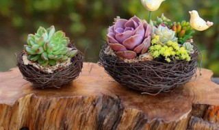 多肉能用硫酸亚铁吗 多肉能用硫酸亚铁吗有毒吗