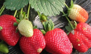 南方适合种什么草莓（南方适合种植什么草莓）
