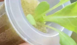 营养液简单配方（自制万能花肥营养液）