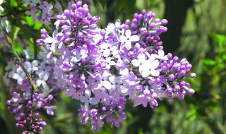 丁香树的移栽季节（丁香树移栽什么季节最好）