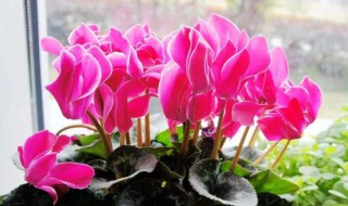 仙客来花朵开几天（仙客来花朵开几天就枯萎了）