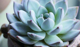 多肉放在卧室有毒吗（多肉放卧室对身体好吗）