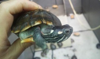 东锦龟可以深水养吗 东锦龟为啥比西锦龟贵
